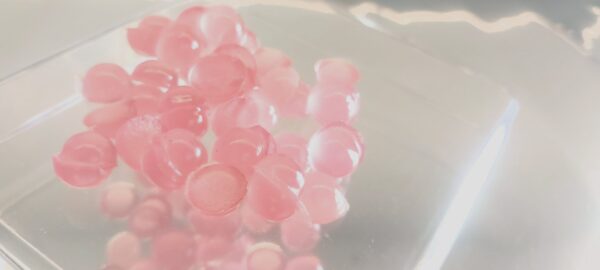 Biogummi – Shrimpocalypse Dome’s 35st - Bild 7