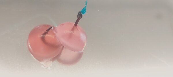 Biogummi – Shrimpocalypse Dome’s 35st - Bild 5