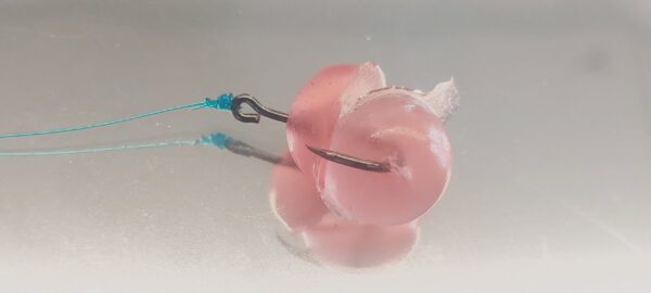 Biogummi – Shrimpocalypse Dome’s 35st - Bild 4