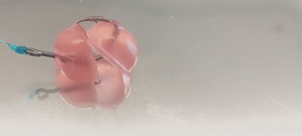 Biogummi – Shrimpocalypse Dome’s 35st - Bild 6